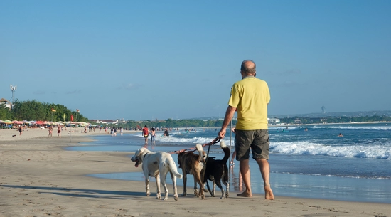 Person walking dogs at beach
